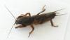 Gryllotalpa gryllotalpa